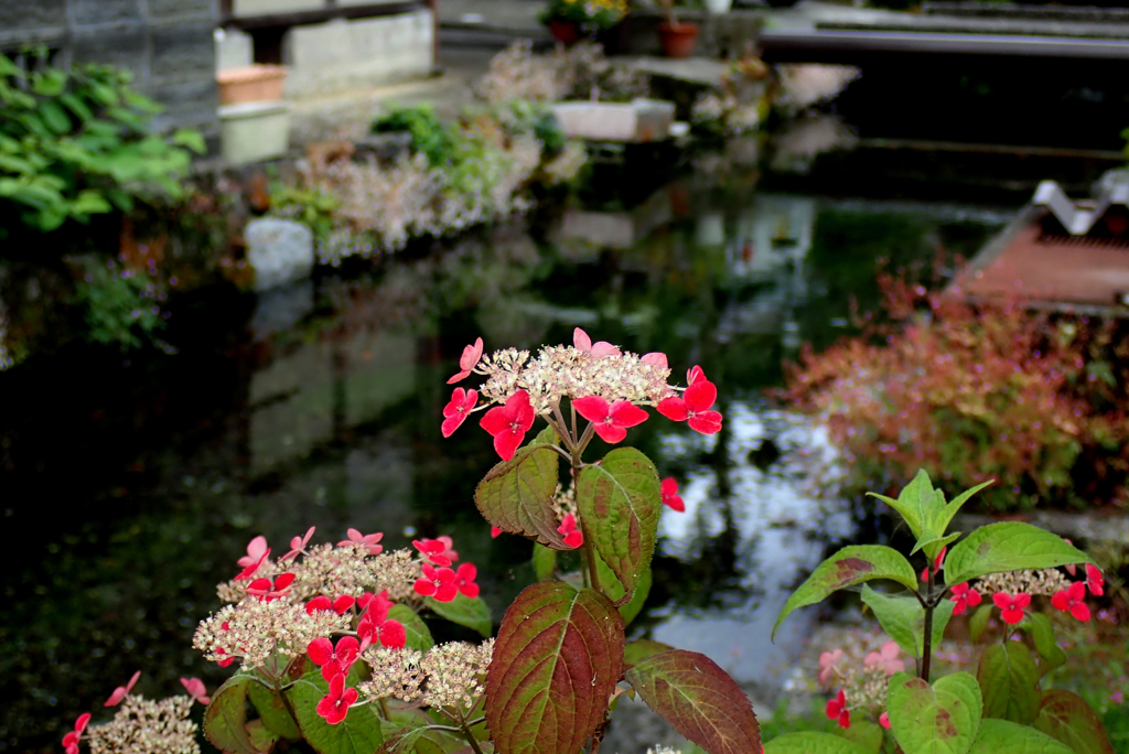 中山道 あじさい紅