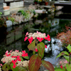 中山道 あじさい紅
