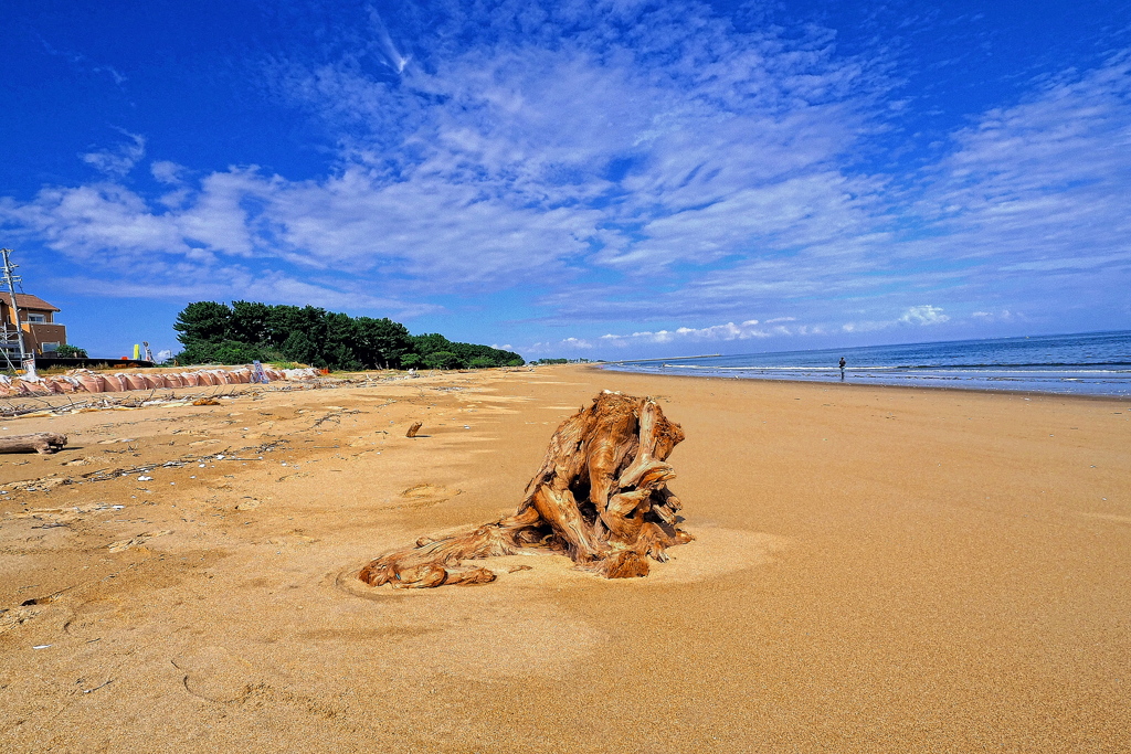 根づく流木