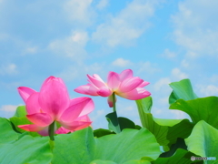 浄蓮華