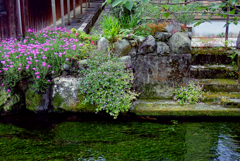 川辺 １