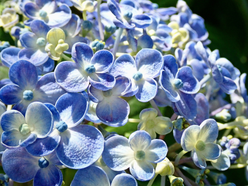 おたふく紫陽花