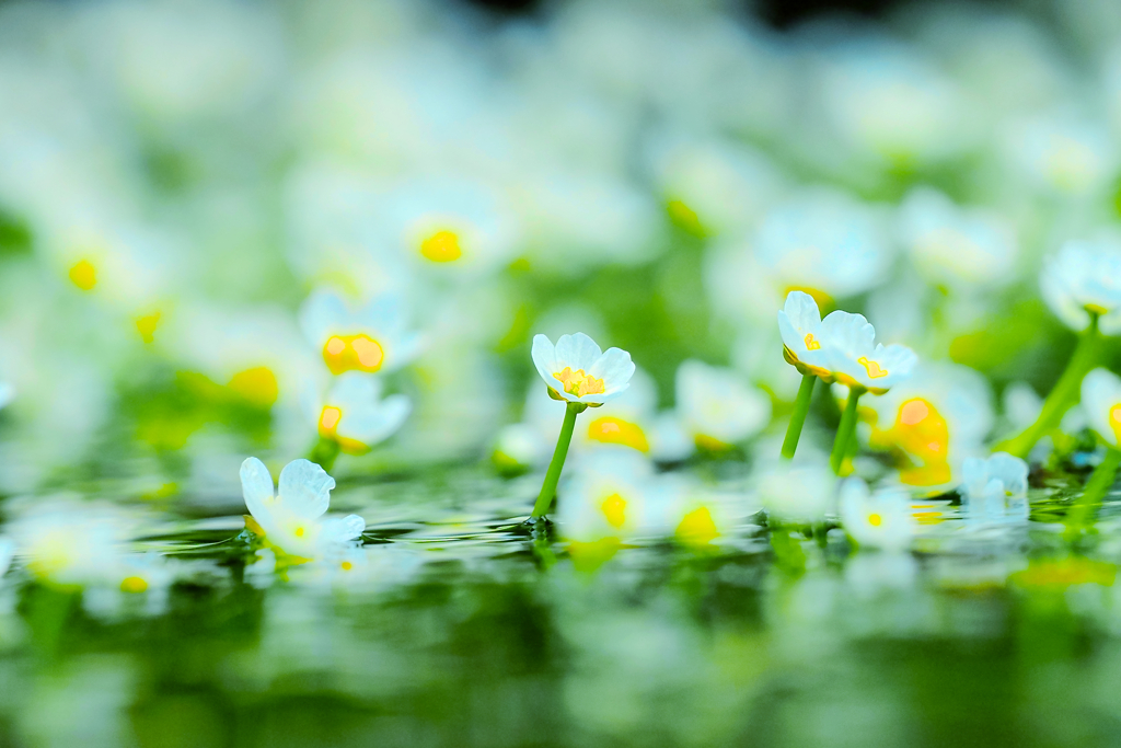 醒ヶ井 梅花藻
