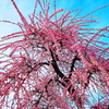 しだれ花火