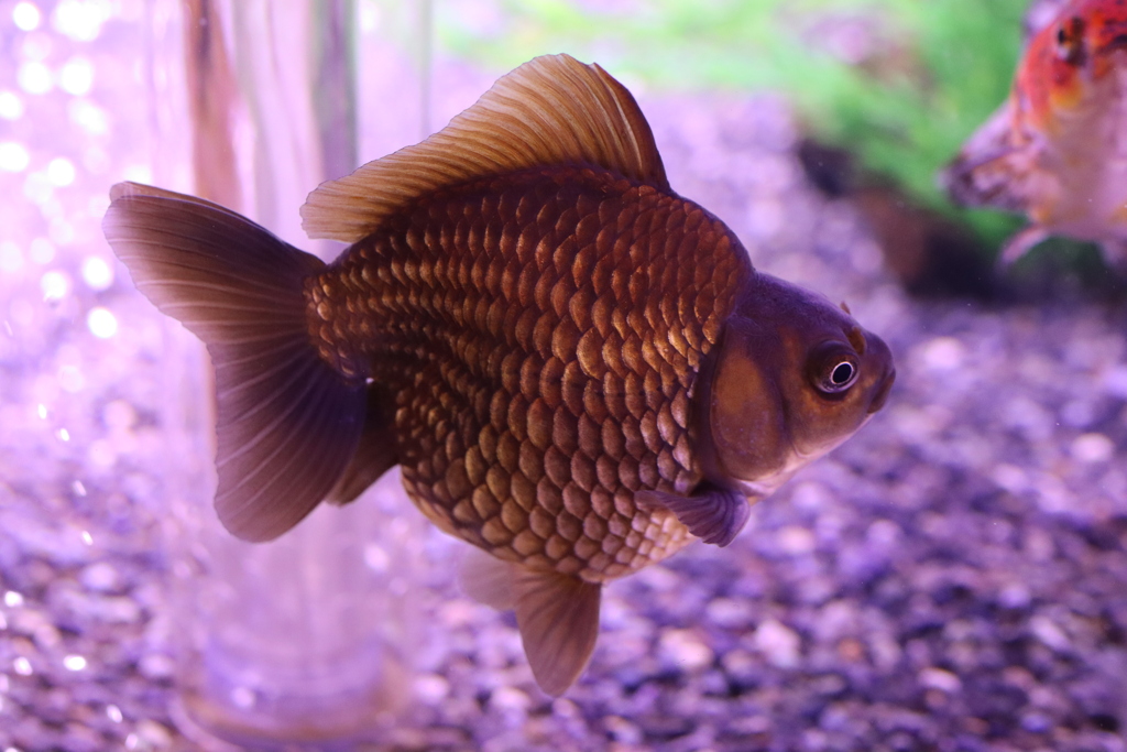 金魚です。