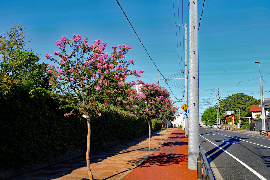 街路樹 百日紅