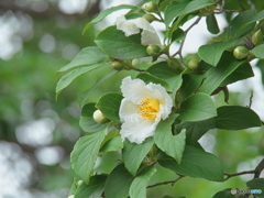 夏椿