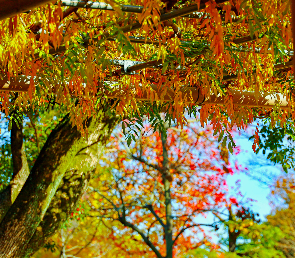 藤 紅葉