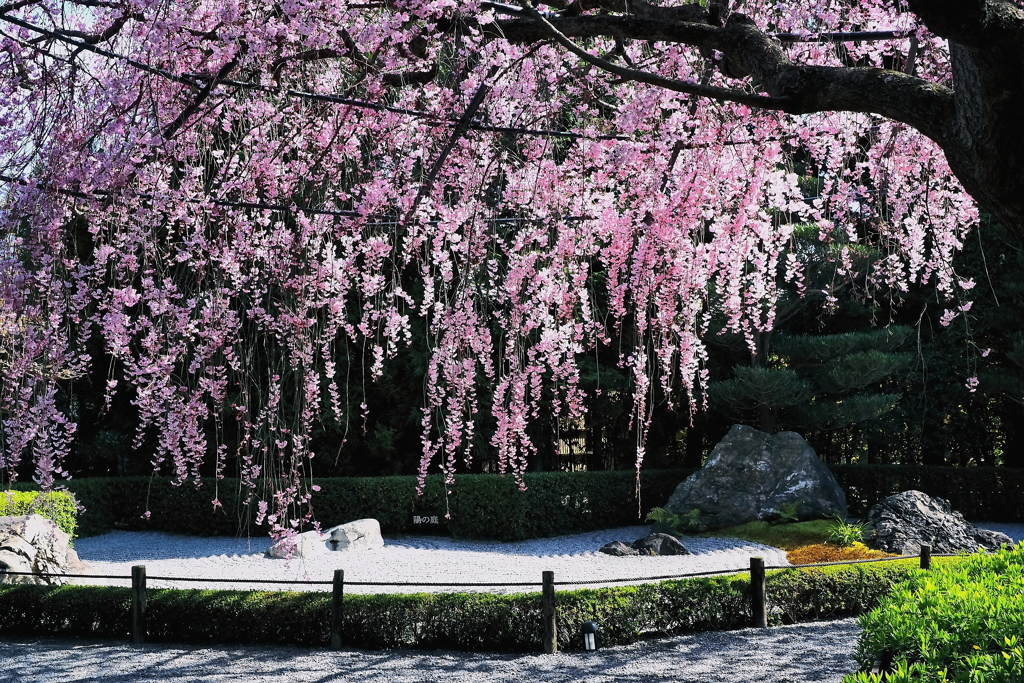 しだれ桜