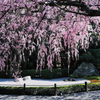 しだれ桜