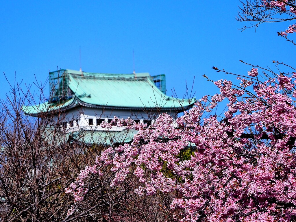金鯱がいない名古屋城
