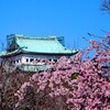 金鯱がいない名古屋城