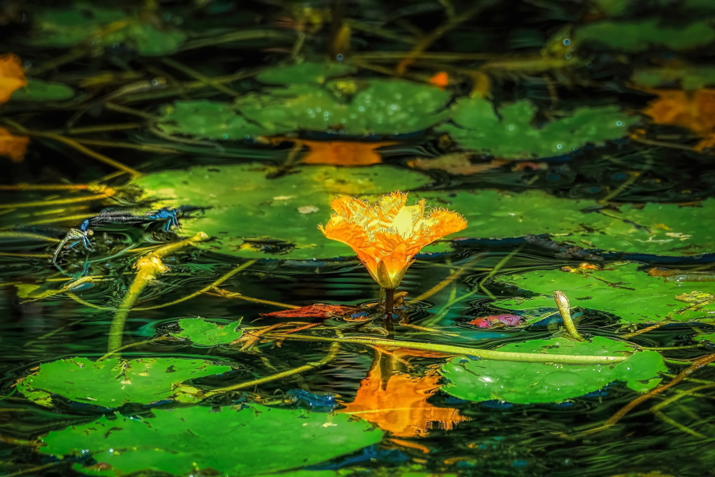 あさざ　（水草）