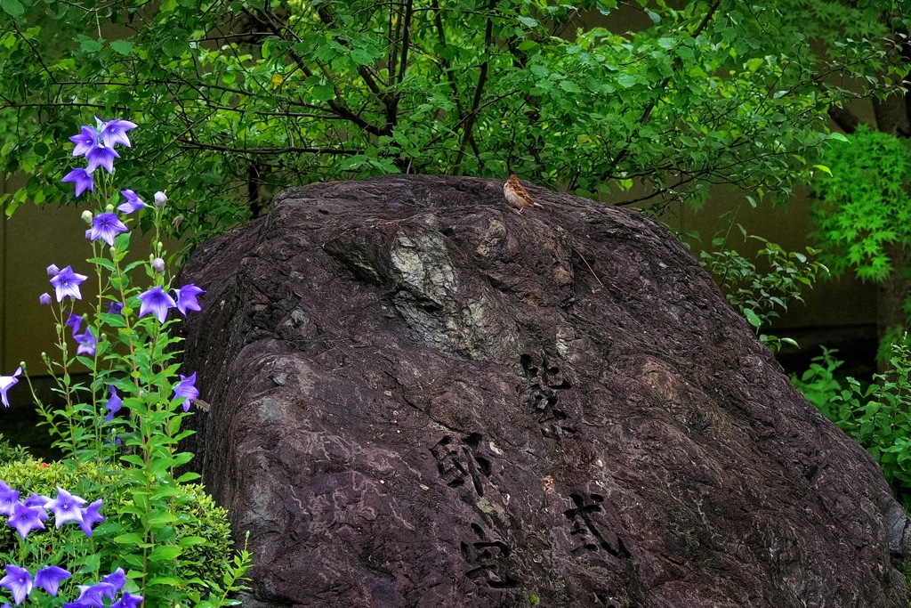 廬山寺 紫式部の邸宅跡 桔梗