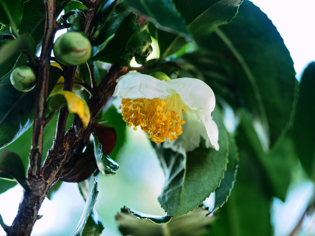 お茶の花