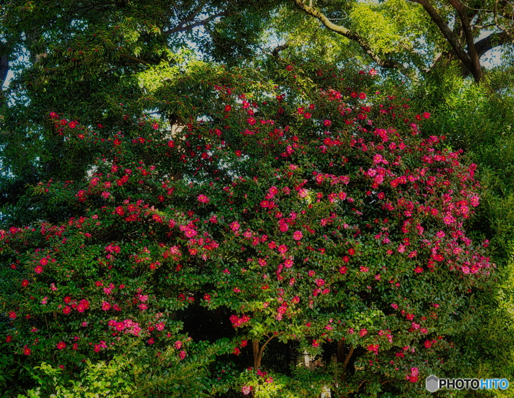 山茶花