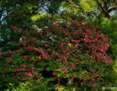 山茶花