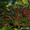 山茶花