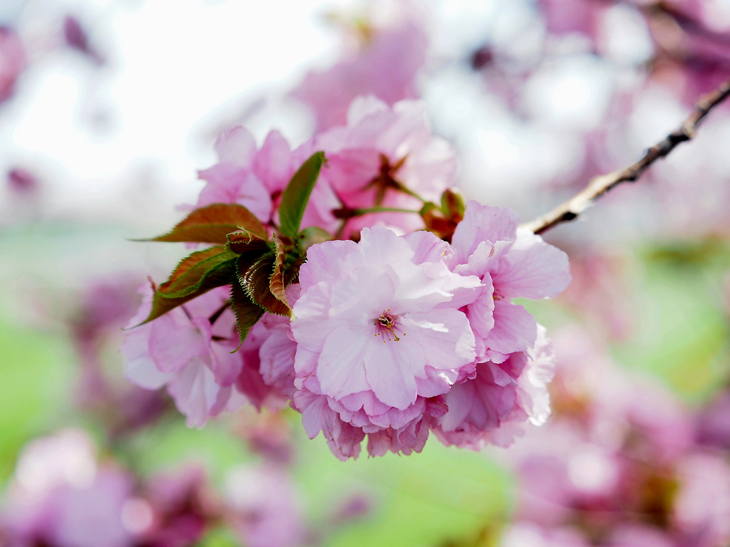 桜花玉２
