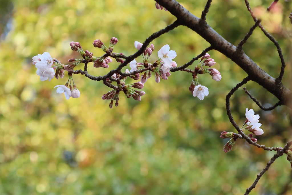 桜咲く