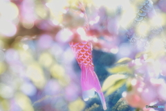 舞い上がれ