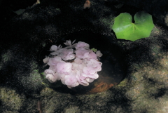 浮かぶ紫陽花