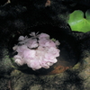 浮かぶ紫陽花