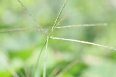草