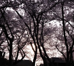 桜