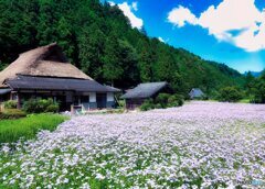 北山友禅菊