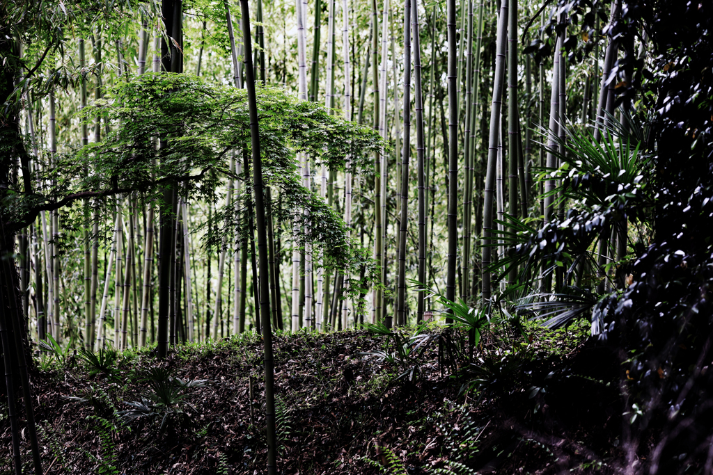 日陰 竹林