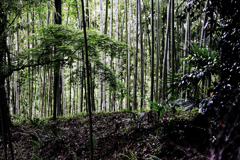 日陰 竹林