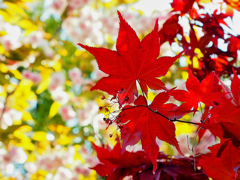 春紅葉