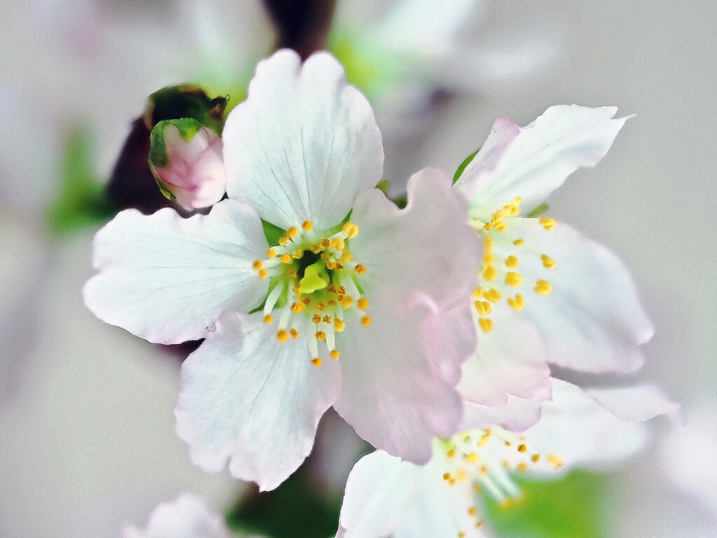 啓翁桜咲く