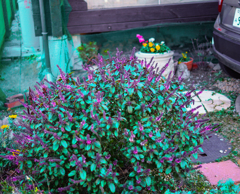街角の花壇２