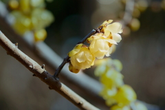 寒中の灯火（ともしび）