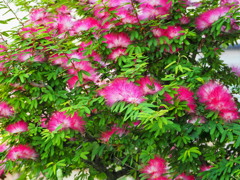 Silk Tree Flower