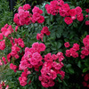庭先に咲く赤い薔薇