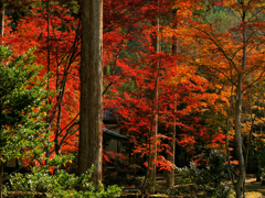 大樹杉と紅葉