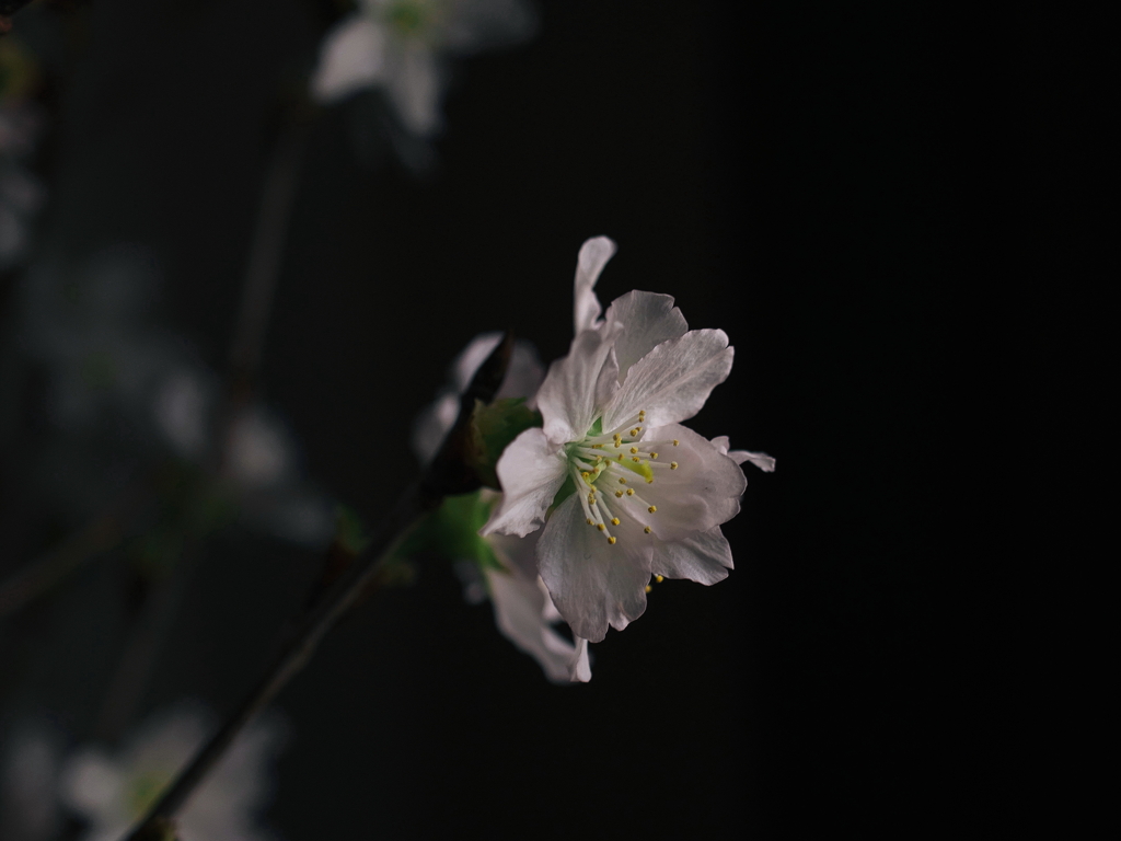 啓翁桜