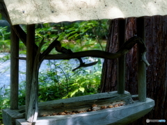 鳥の餌場　