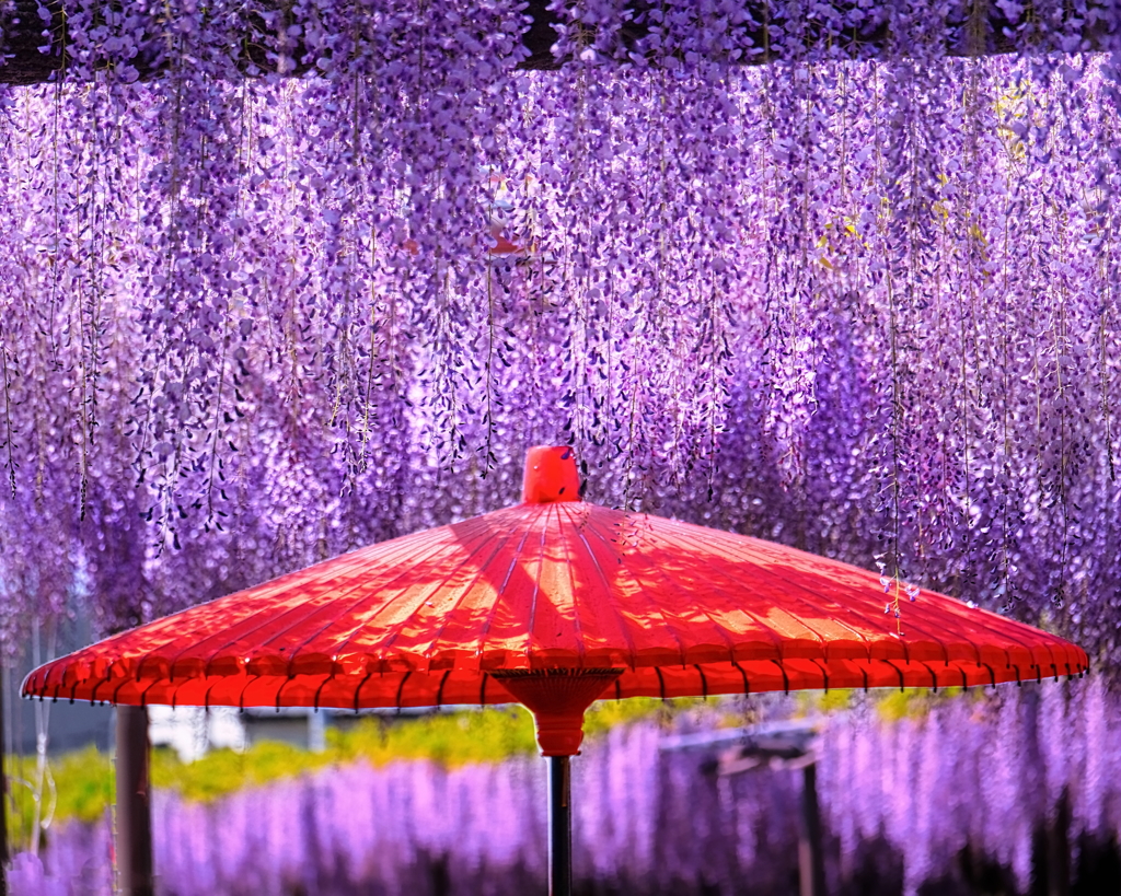 雨が藤