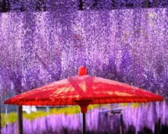 雨が藤