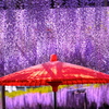 雨が藤