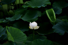 静かに咲く