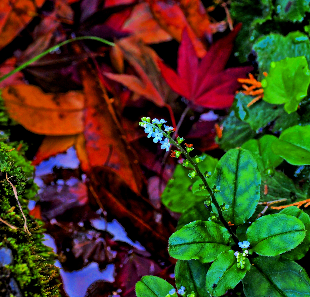 人知れず咲く小さな山野草