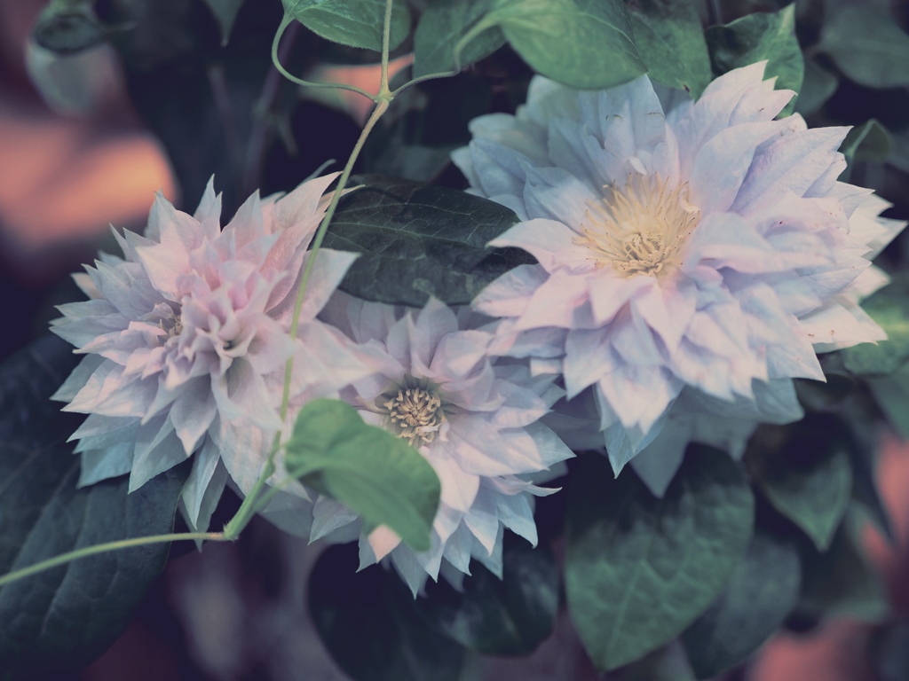 Clematis