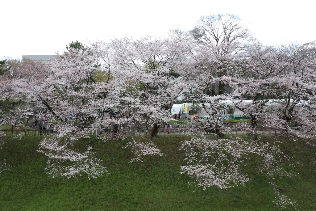 堀の桜