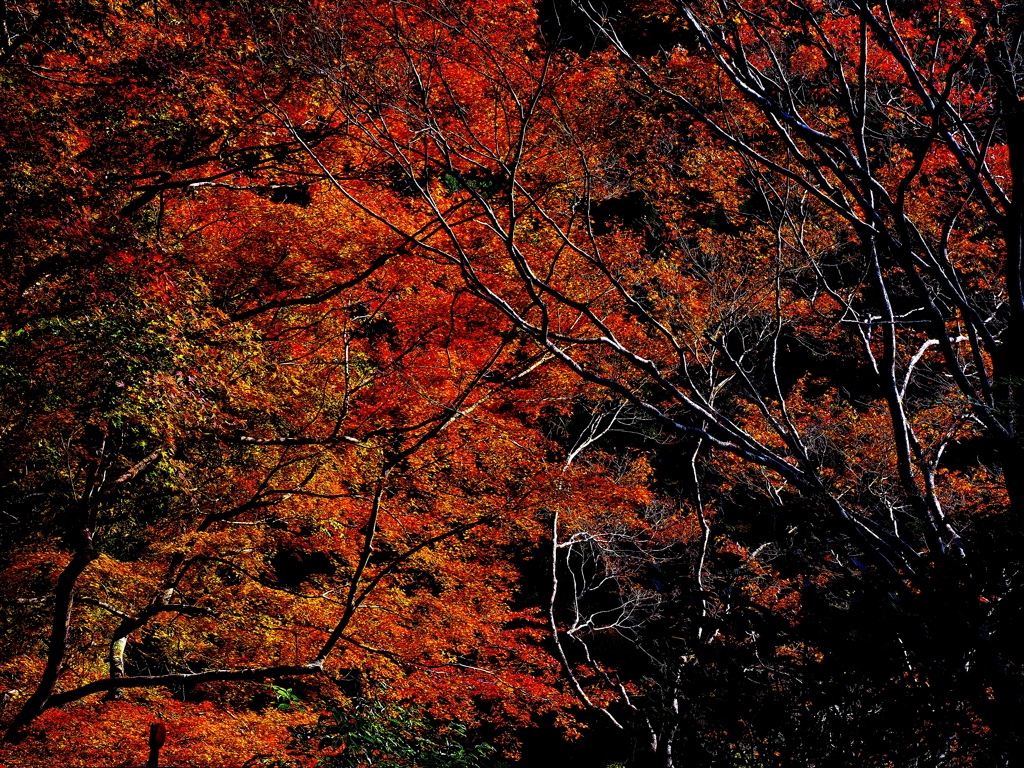 紅を彷徨う 