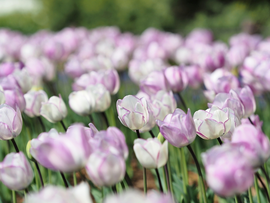 Tulips3
